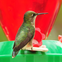Hummingbird Feeders (View All)